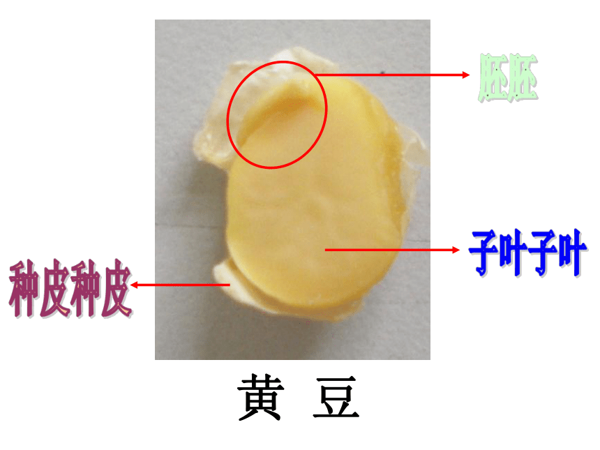 沪教版（2015）三年级下册科学2 花、果实与种子--植物的种子（课件18张ppt）