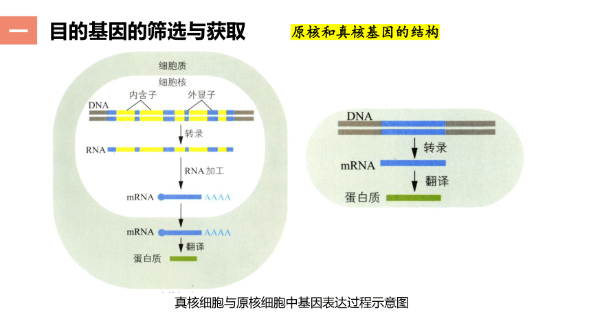 3.2.1基因工程的基本操作程序(课件共22张PPT)