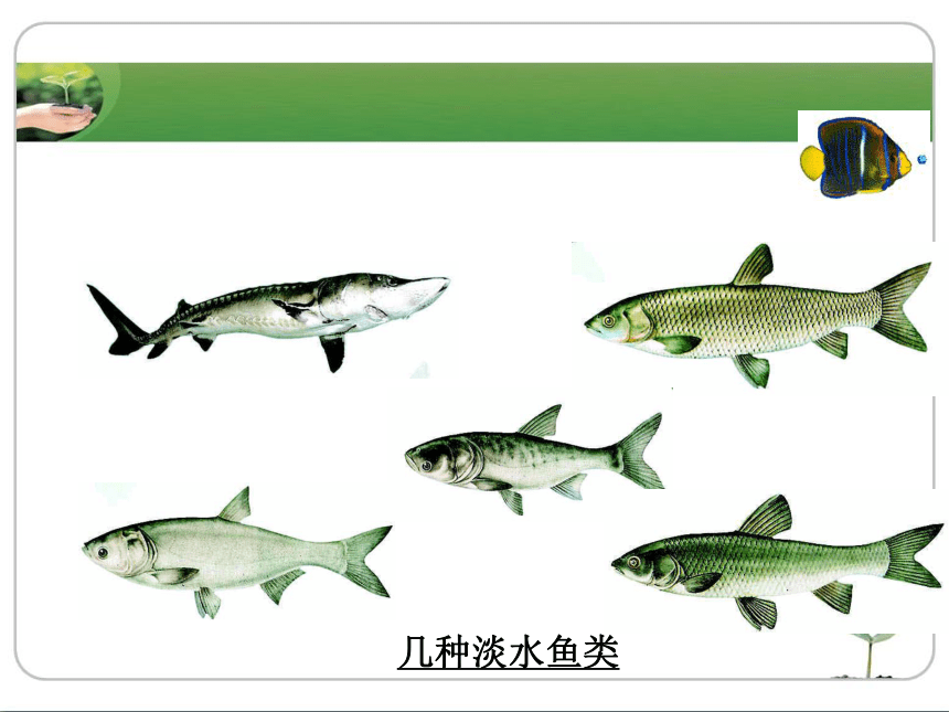 冀教版生物七年级上册 1.4.6 鱼类_(1)课件(共23张PPT)