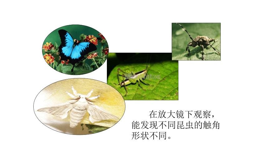 教科版（2001）六年级科学下册1.2 放大镜下的昆虫世界（课件30张ppt）