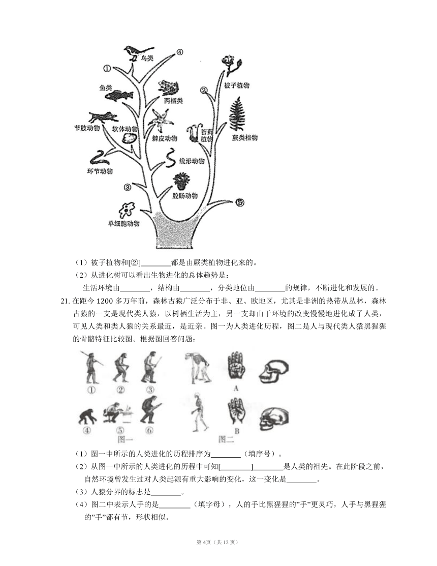北京课改版生物八年级上册 第十二章 生命的起源和生物的进化 单元测试（含答案）