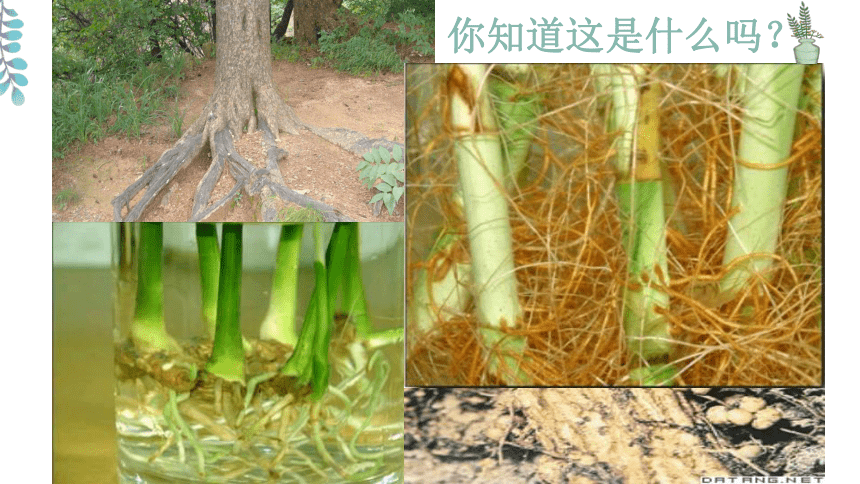 苏教版七年级生物上册3.5.2植物根的生长课件（26张PPT )