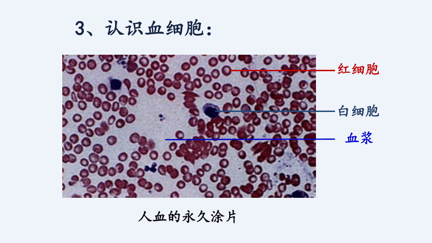 4.4.2 流动的组织——血液和血流的管道——血管导复习课件 (共42张PPT)人教版生物七年级下册