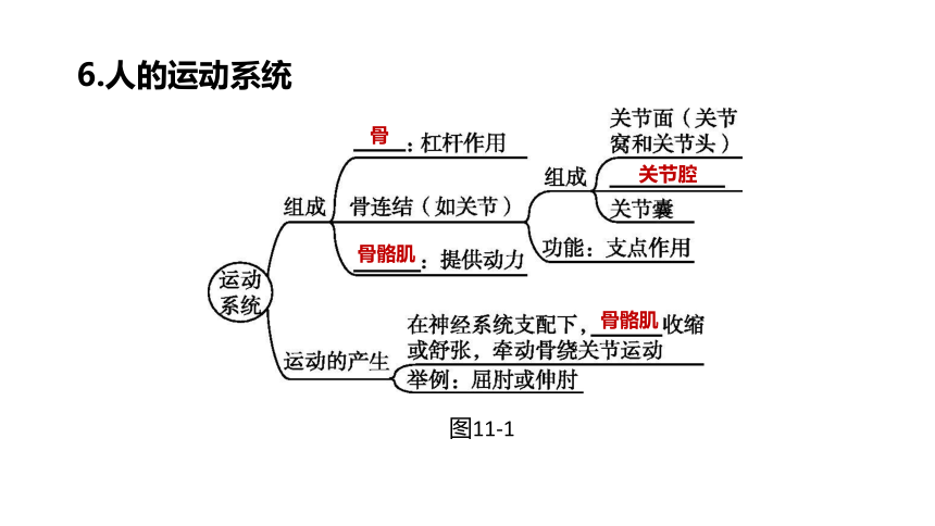 2022年浙江省中考科学一轮复习 第11课时　人、健康和环境（课件 30张PPT）