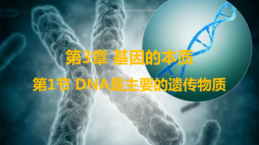 3.1DNA是主要的遗传物质-(共36张PPT)课件人教版（2019）必修2