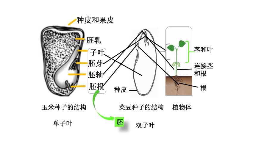 人教版生物七年级上册 3.1.2种子植物课件(共32张PPT)