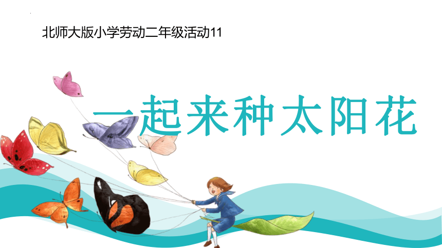 11一起来种太阳花（课件）-二年级劳动北师大版(共12张PPT)