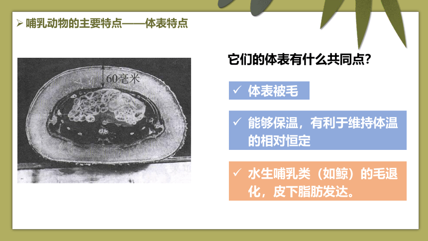 5.1.7  哺乳动物  课件(共22张PPT)  2021-2022学年人教版八年级生物上册