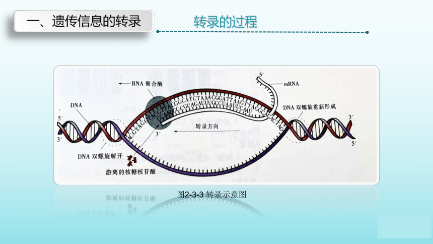 苏教版（2019）高中生物 必修二  2.3.1 DNA分子通过RNA指导蛋白质的合成 课件（共34张PPT）