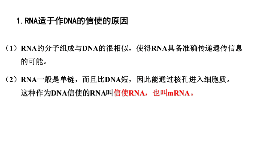 2020-2021学年高一生物（人教版（2019）必修二）4.1 基因指导蛋白质的合成  课件（41张PPT）