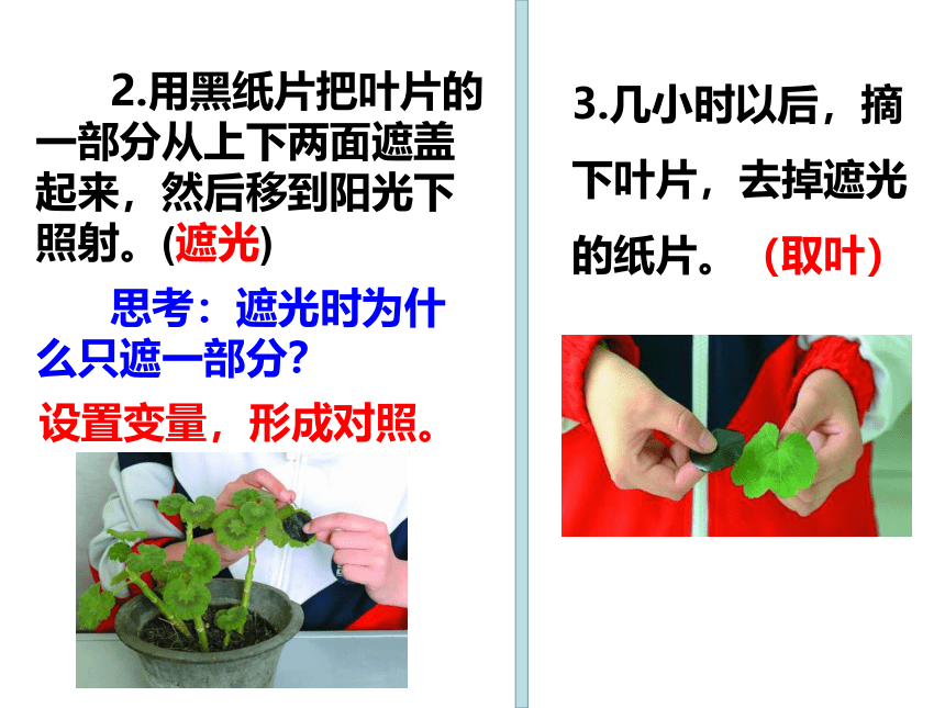 2021-2022学年人教版七年级生物上册3.4绿色植物是生物圈中有机物的制造者课件(共20张PPT)