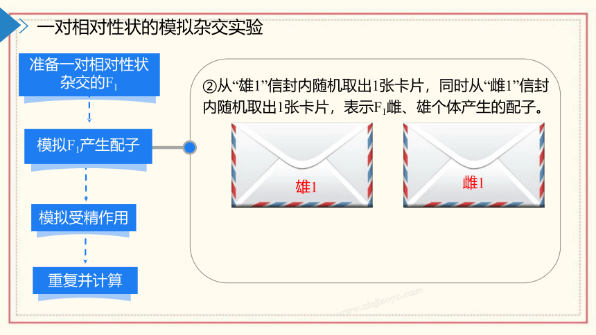 1.2模拟孟德尔杂交实验、两对相对性状的杂交实验及对自由组合现象的解释(共55张PPT)  高中生物 浙科版 必修二