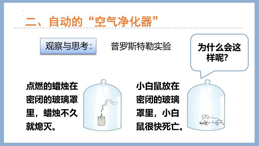 2.1.5绿色植物在生物圈中的作用课件-2022-2023学年济南版生物七年级上册(共24张PPT)