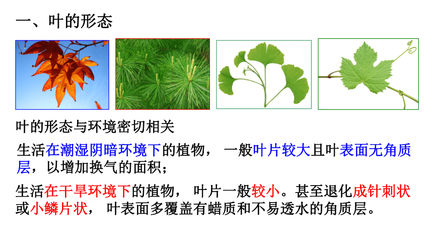 第5节 植物的叶与蒸腾作用（课件 12张PPT）