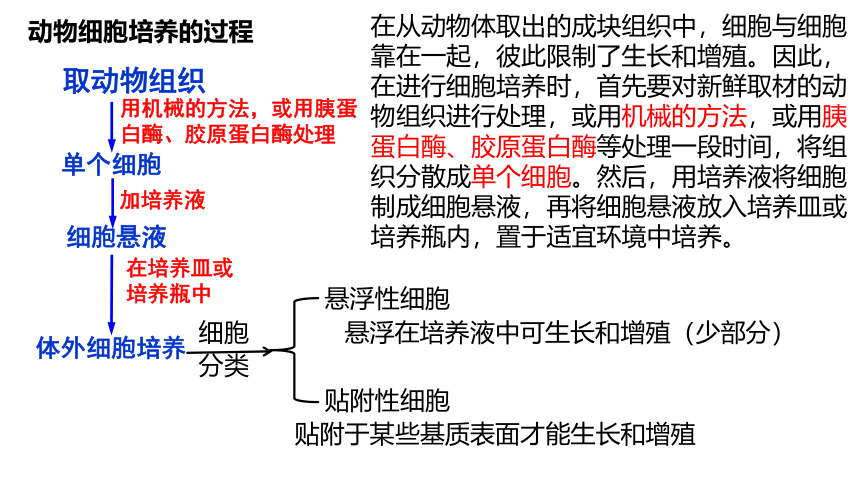 2.2  动物细胞培养 第一课时 课件(共21张PPT) 2023—2024学年高二下学期生物人教版选择性必修3