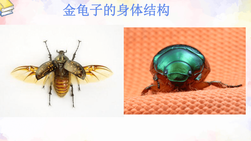 冀人版科学三年级下册第5课 昆虫 课件(共20张PPT)