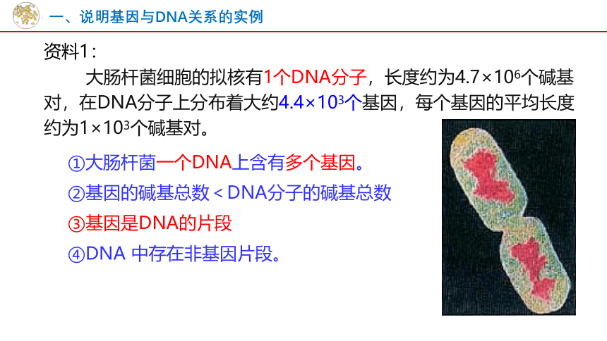 3.4基因通常是有遗传效应的DNA片段课件（共16张PPT）-人教版（2019）必修2
