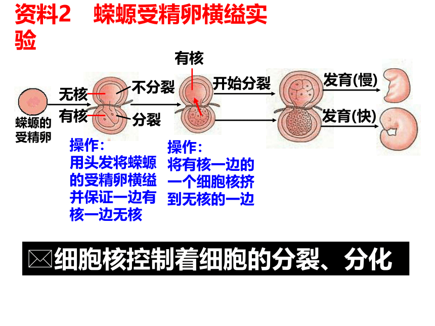 3.3细胞核——系统的控制中心课件(共20张PPT)2022-2023学年高一上学期生物人教版必修1