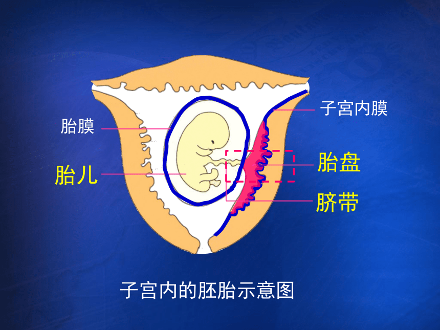 第一节 人的生殖和发育 课件（22张PPT）