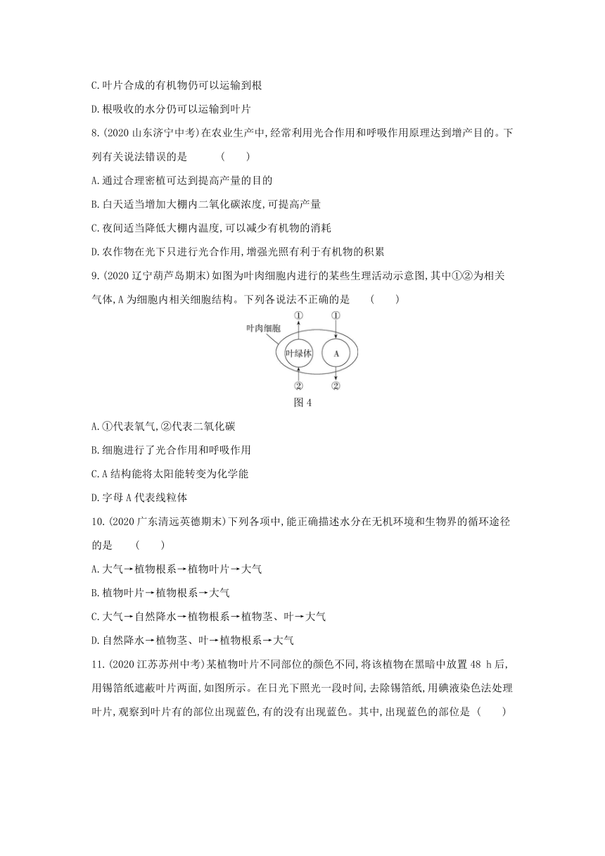 第三单元 生物圈中的绿色植物（第三、四、五、六章）练习(word版含解析）