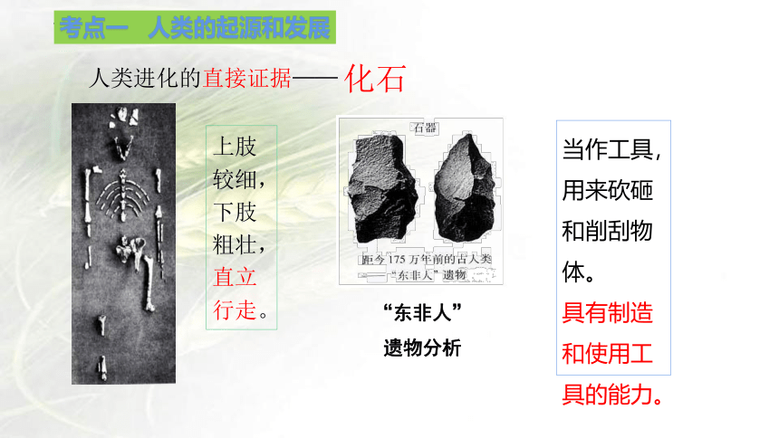 专题 人的由来课件(共17张PPT)2023年中考生物一轮复习（全国通用）