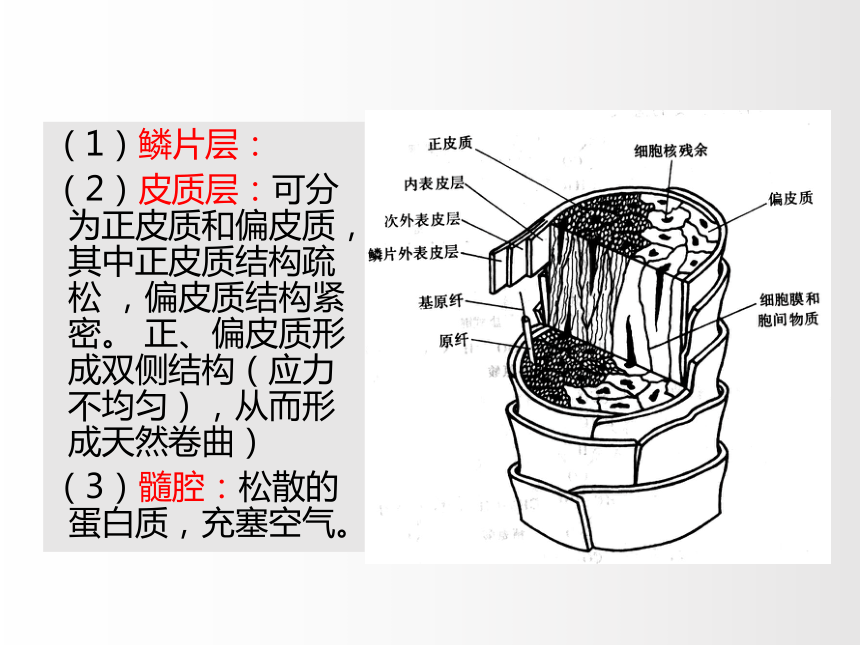 2.2毛和丝 课件(共61张PPT)-《服装材料》同步教学（中国纺织出版社）