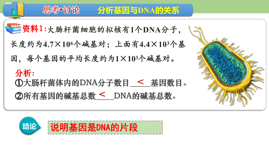 3.4基因通常是有遗传效应的DNA片段课件（共25页ppt）-人教版必修2