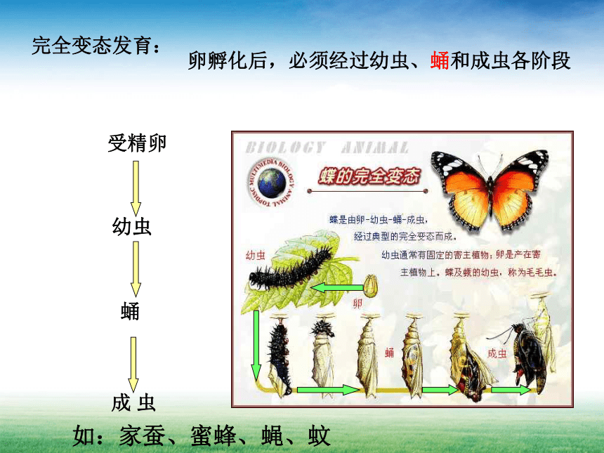 2020—2021学年华东师大版七年级科学下册 第六章 动物和人的生殖与发育复习（课件 31张PPT）