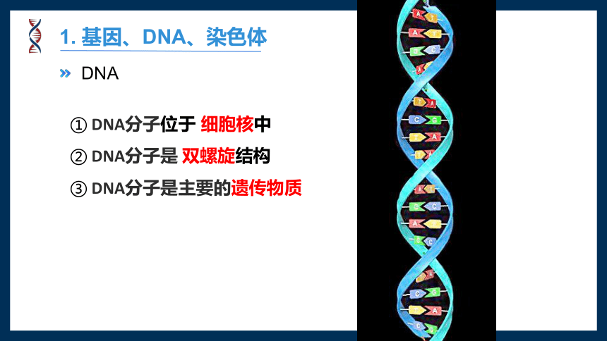 2020-2021学年人教版八年级下册生物7.2.2 基因在亲子间的传递 课件（25张PPT）