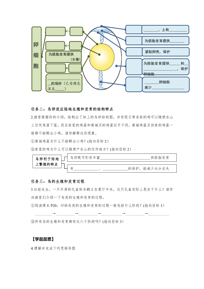 7.1.4鸟的生殖和发育学案(无答案） 人教版生物八年级下册