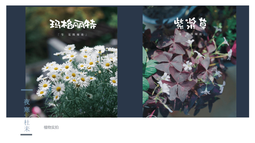 第20课　美丽的植物和动物   ——植物 课件（123ppt）