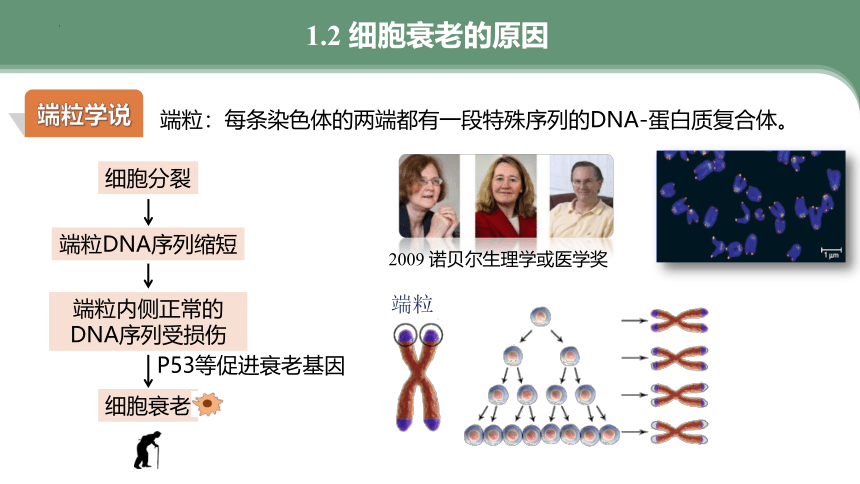 6.3细胞的衰老和死亡（共30张ppt）高中生物人教版（2019）必修1