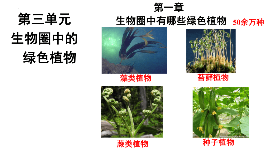 2021---2022学年鲁科版六年级下册生物3.1.1藻类植物课件(共19张PPT)