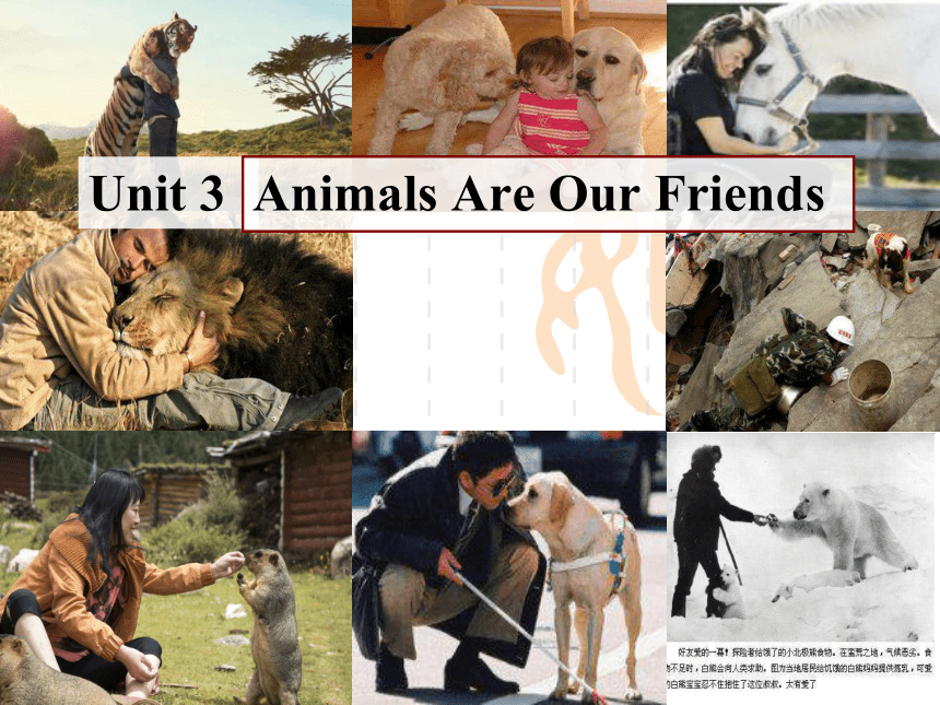 冀教版八年级下册Unit 3 Animals Are Our Friends Lesson 14 Amazing Animals课件(共29张PPT)