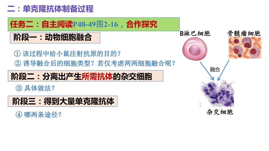 2.2.2 动物细胞融合技术与单克隆抗体（共18张PPT）-2023-2024学年高二下学期生物人教版必修二
