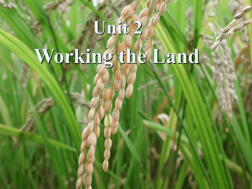 人教版（新课标）高中英语必修四 Unit 2 Working the land Writing_ How to introduce a person课件（30张ppt）