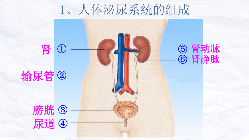 11.1人体泌尿系统的组成课件(共25张PPT)