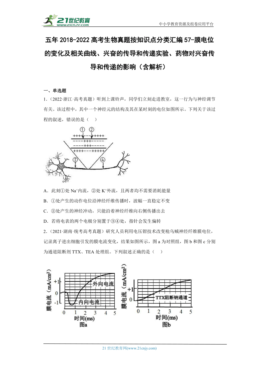 五年2018-2022高考生物真题按知识点分类汇编57-膜电位的变化及相关曲线、兴奋的传导和传递实验、药物对兴奋传导和传递的影响（含解析）