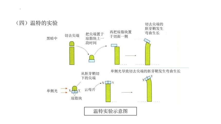 4.1+植物生长素（课件）-2022-2023学年高二生物同步精品课堂（苏教版2019选择性必修1）(共38张PPT)