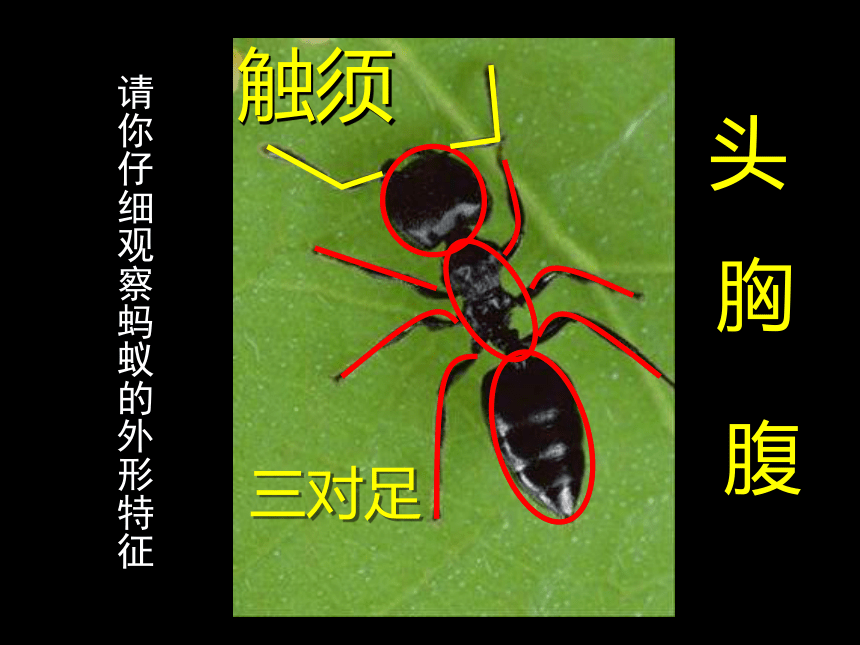 人美版 (北京)  一年级上册美术 第10课  勤劳的小蚂蚁 ▏课件（19张PPT）