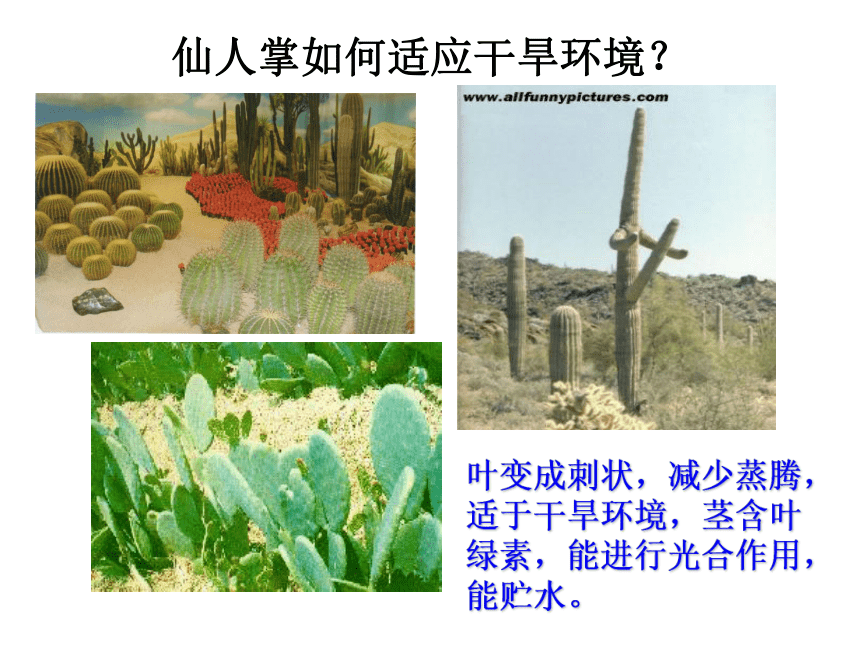 苏科版七上生物 2.2.4生物对环境的适应 课件（共28张PPT）