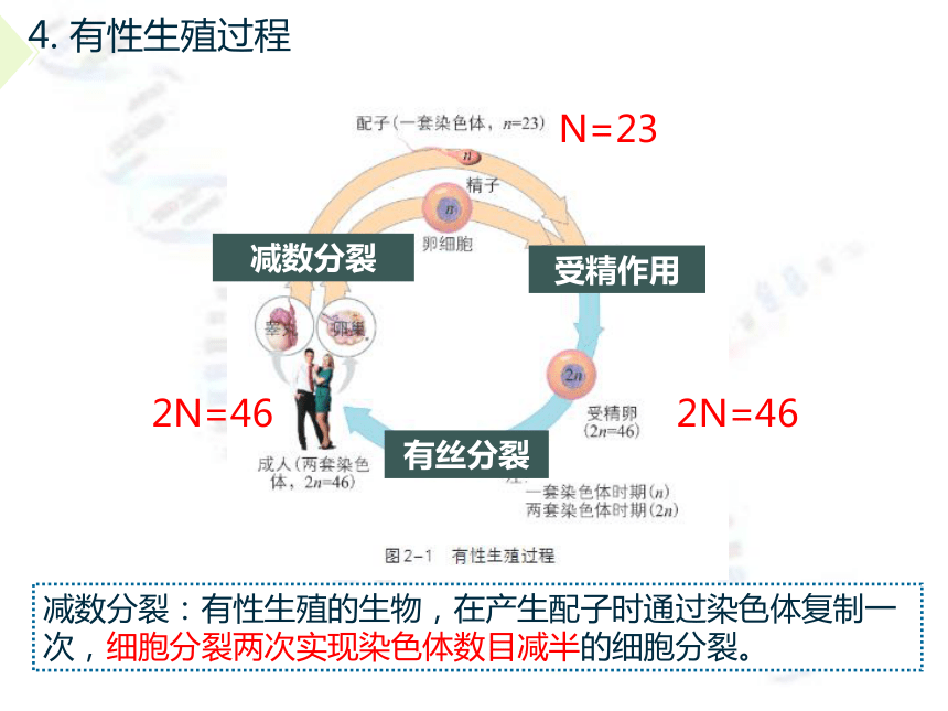 2.1染色体通过配子传递给子代  课件(共97张PPT，含2个视频) 2022-2023学年高一下学期生物浙科版必修2