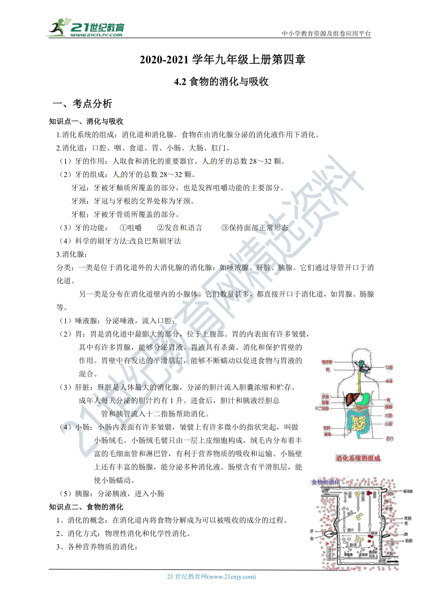 4.2食物的消化与吸收 同步学案（含解析）