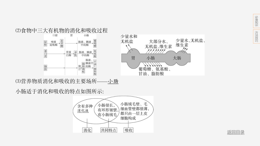 2024年浙江省中考科学二轮复习生物部分：专题四 人体的新陈代谢（课件 41张PPT)