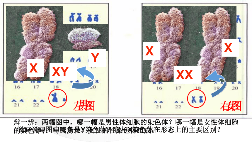 第三节 人类的遗传 课件（30张PPT）