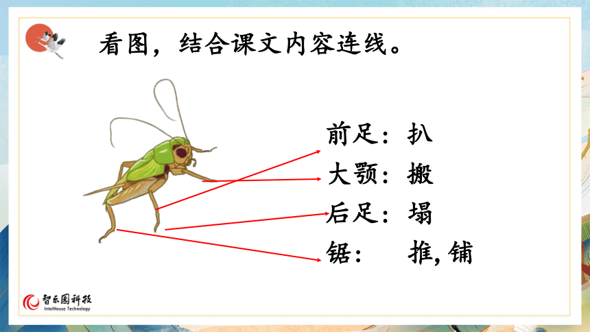 【课件PPT】小学语文四年级上册—课文11 蟋蟀的住宅（第2课时）