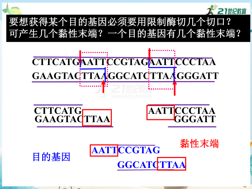 6.2 基因工程及其应用（共37张PPT）