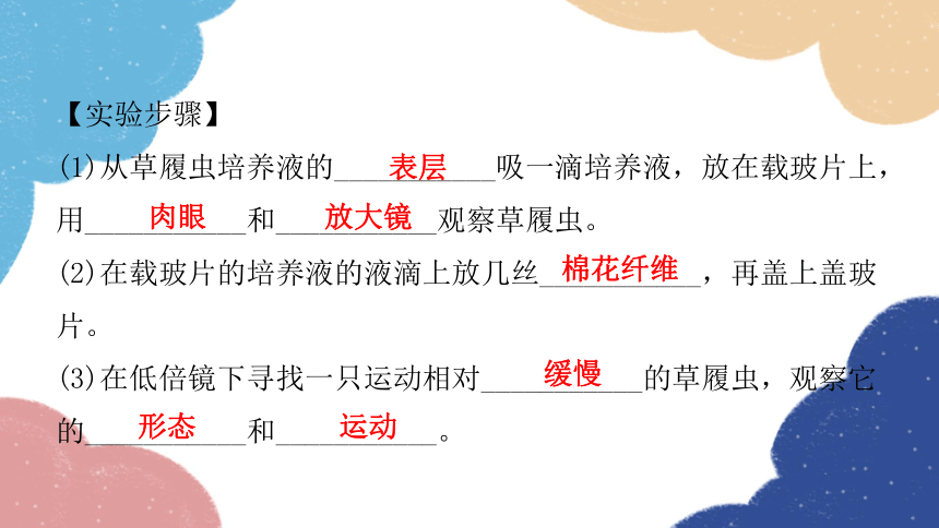 人教版生物七年级上册 2.2.4单细胞生物课件(共30张PPT)