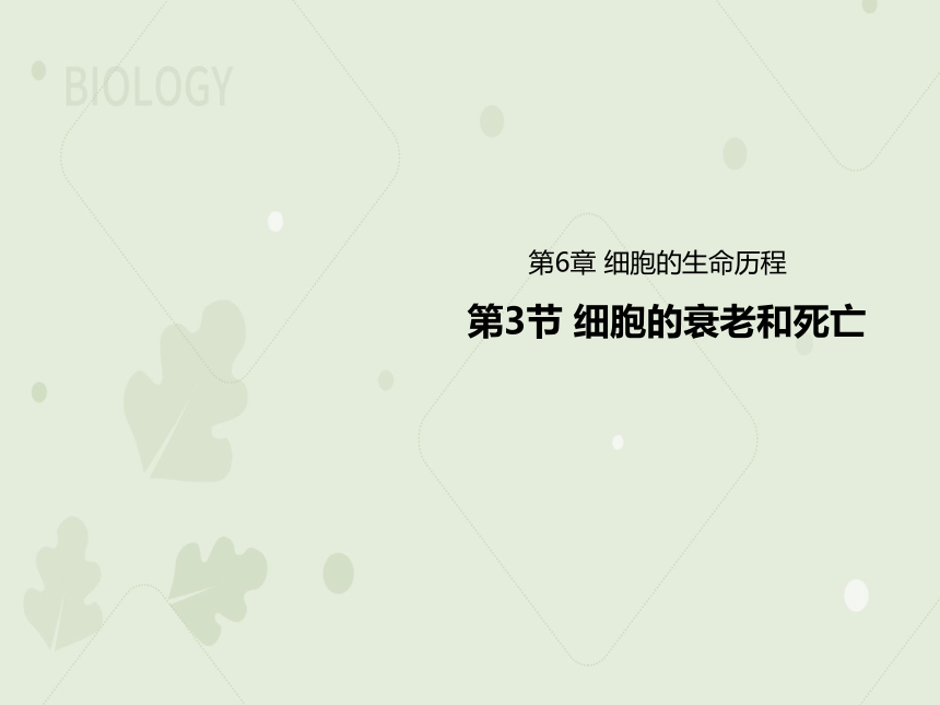 2022-2023学年高一生物人教版（2019）必修一课件：第六章 细胞的生命历程 6.3细胞的衰老和死亡（共29张PPT）