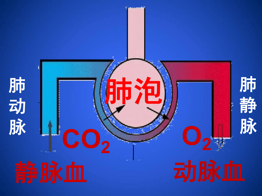 2020--2021学年北师大版生物七年级下册4.10.2. 人体细胞获取氧气的过程课件（第3课时）（39张ppt）